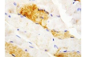 IHC-P: Carbonic Anhydrase III antibody testing of rat skeletal muscle tissue (CA3 抗体  (N-Term))