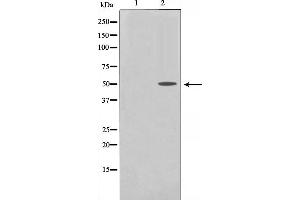 Western blot analysis of PDCD4 phosphorylation expression in serum treated 293 whole cell lysates,The lane on the left is treated with the antigen-specific peptide. (PDCD4 抗体  (pSer457))