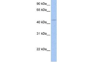 Western Blotting (WB) image for anti-SRY (Sex Determining Region Y)-Box 8 (SOX8) antibody (ABIN2460121) (SOX8 抗体)