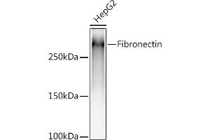 Western blot analysis of extracts of HepG2 cells, using (ABIN6133698, ABIN6135676, ABIN6135677 and ABIN7101415) at 1:5000 dilution. (Fibronectin 1 抗体)