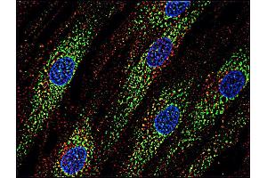 Immunocytochemistry (ICC) image for anti-CD63 (CD63) antibody (ABIN94214)