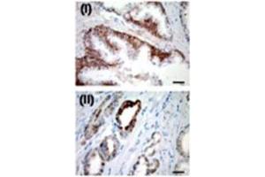 Immunohistochemistry (IHC) image for anti-Ubiquitin Specific Peptidase 2 (USP2) antibody (ABIN3001464) (USP2 抗体)