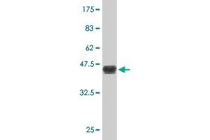 Western Blot detection against Immunogen (36. (DMAP1 抗体  (AA 1-100))