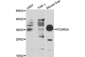 Western blot analysis of extracts of various cell lines, using FCGR2A antibody (ABIN5970646) at 1/1000 dilution. (FCGR2A 抗体)