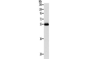 Western Blotting (WB) image for anti-Neuropeptide Y Receptor Y1 (NPY1R) antibody (ABIN2426772) (NPY1R 抗体)