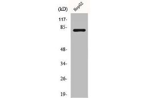 Western Blot analysis of HuvEc cells using Calpain 11 Polyclonal Antibody (CAPN11 抗体  (Internal Region))