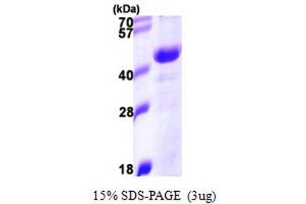 DNAJB11 Protein (AA 23-358) (His tag)