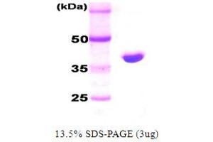 SDS-PAGE (SDS) image for DnaK (AA 1-384) protein (ABIN666809) (DnaK (AA 1-384) 蛋白)