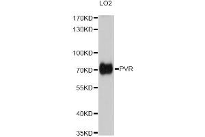 Western blot analysis of extracts of LO2 cells, using PVR antibody (ABIN5973376) at 1/1000 dilution. (Poliovirus Receptor 抗体)
