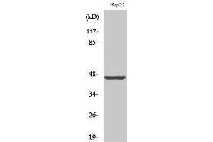 Western Blotting (WB) image for anti-Melanoma Antigen Family A, 1 (Directs Expression of Antigen MZ2-E) (MAGEA1) (C-Term) antibody (ABIN3175899) (MAGEA1 抗体  (C-Term))