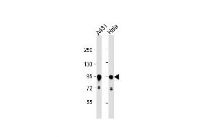 Western Blot at 1:1000 dilution Lane 1: A431 whole cell lysate Lane 2: Hela whole cell lysate Lysates/proteins at 20 ug per lane. (HSP90AB1 抗体  (C-Term))