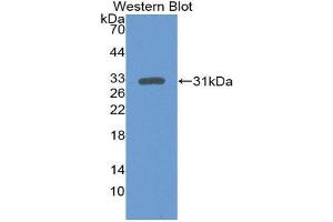 Western Blotting (WB) image for anti-Mitogen-Activated Protein Kinase 3 (MAPK3) (AA 75-312) antibody (ABIN1867791) (ERK1 抗体  (AA 75-312))