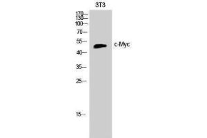 Western Blotting (WB) image for anti-Myc Proto-Oncogene protein (MYC) (Ser966) antibody (ABIN3179966) (c-MYC 抗体  (Ser966))