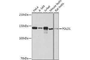 Western blot analysis of extracts of various cell lines, using POLD1 Rabbit mAb (ABIN1682929, ABIN3018707, ABIN3018708 and ABIN7101651) at 1:1000 dilution. (POLD1 抗体)