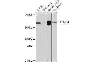 Western blot analysis of extracts of various cell lines, using PSMD4 Rabbit mAb (ABIN1681255, ABIN3017957, ABIN3017958 and ABIN7101547) at 1:1000 dilution. (PSMD4/ASF 抗体)