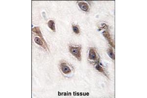 Formalin-fixed and paraffin-embedded human brain tissue reacted with GRB2 antibody , which was peroxidase-conjugated to the secondary antibody, followed by DAB staining. (GRB2 抗体  (AA 89-118))