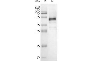 WB analysis of Human OR1E1-Nanodisc with anti-Flag monoclonal antibody at 1/5000 dilution, followed by Goat Anti-Rabbit IgG HRP at 1/5000 dilution (OR1E1 蛋白)