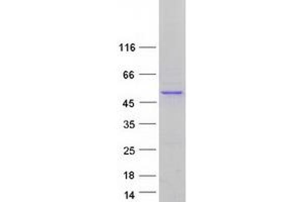 PDP2 Protein (Myc-DYKDDDDK Tag)