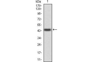 Western Blotting (WB) image for anti-Annexin A5 (ANXA5) (AA 160-320) antibody (ABIN5856491) (Annexin V 抗体  (AA 160-320))