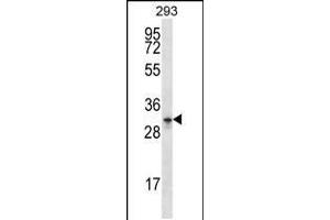 Western blot analysis in 293 cell line lysates (35ug/lane). (GPM6A 抗体  (C-Term))