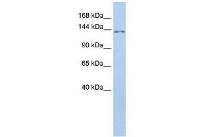 TMEM132B antibody used at 1 ug/ml to detect target protein. (TMEM132B 抗体  (Middle Region))