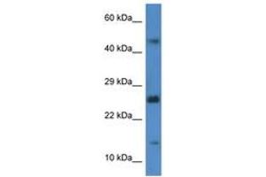 Image no. 1 for anti-GABA(A) Receptor-Associated Protein-Like 2 (GABARAPL2) (C-Term) antibody (ABIN6746350) (GABARAPL2 抗体  (C-Term))