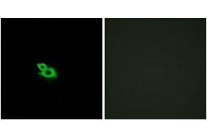 Immunofluorescence analysis of MCF7 cells, using OR2A42 Antibody. (OR2A42 抗体  (AA 241-290))