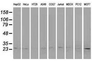 Image no. 2 for anti-Polymerase (RNA) II (DNA Directed) Polypeptide E, 25kDa (POLR2E) antibody (ABIN1500336) (POLR2E 抗体)