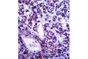 Immunohistochemistry (IHC) image for anti-Phospholipid Scramblase 4 (PLSCR4) antibody (ABIN2997651) (PLSCR4 抗体)