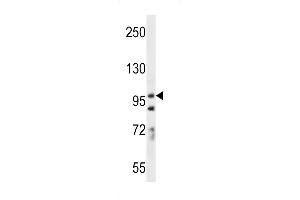 Western blot analysis in A549 cell line lysates (35ug/lane). (PCDH7 抗体  (C-Term))