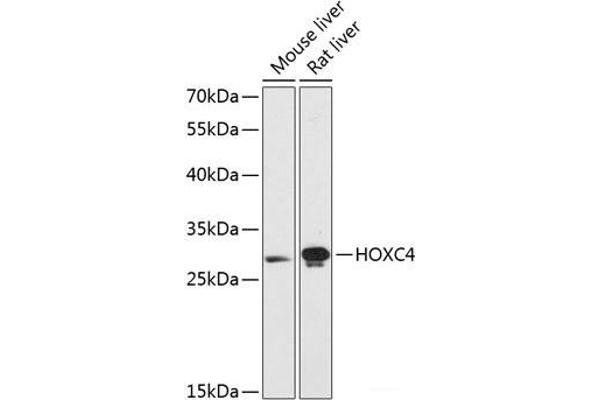 HOXC4 抗体