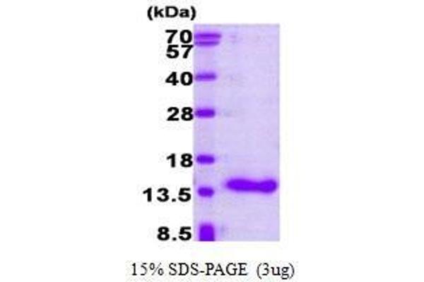 CRABP1 Protein (AA 1-137)