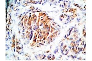 Human pancreas tissue was stained by Rabbit Anti-TRB-3 (314-349) (Rat) Antibody (TAS2R140 抗体  (AA 314-349))