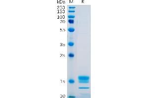 Human GITR Ligand Protein, His Tag on SDS-PAGE under reducing condition. (TNFSF18 Protein (AA 50-177) (His tag))