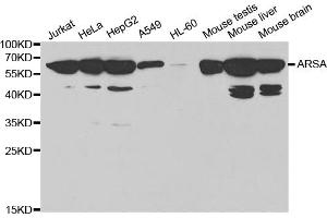 Western blot analysis of extracts of various cell lines, using ARSA antibody (ABIN5970869) at 1/1000 dilution. (Arylsulfatase A 抗体)