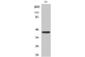 Western Blotting (WB) image for anti-Natural Cytotoxicity Triggering Receptor 1 (NCR1) (Internal Region) antibody (ABIN3176354) (NCR1 抗体  (Internal Region))