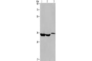 Western Blotting (WB) image for anti-Inhibitor of Growth Family, Member 2 (ING2) antibody (ABIN2428284) (ING2 抗体)