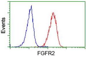 Image no. 2 for anti-Fibroblast Growth Factor Receptor 2 (FGFR2) antibody (ABIN1498252) (FGFR2 抗体)