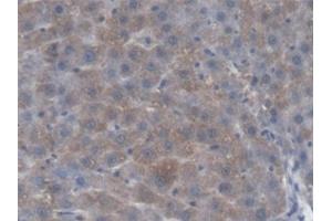 Detection of KMO in Rat Liver Tissue using Polyclonal Antibody to Kynurenine-3-Monooxygenase (KMO) (KMO 抗体  (AA 1-282))