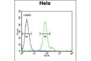 Flow cytometric analysis of Hela cells (right histogram) compared to a negative control cell (left histogram). (CTPS2 抗体  (N-Term))
