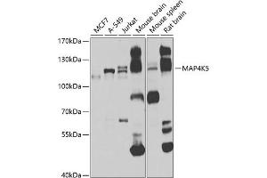 Western blot analysis of extracts of various cell lines, using MK5 antibody (ABIN6130440, ABIN6143514, ABIN6143515 and ABIN6223968) at 1:1000 dilution. (MAP4K5 抗体  (AA 300-480))