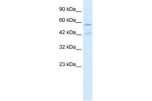 Western Blotting (WB) image for anti-Cholinergic Receptor, Nicotinic, alpha 5 (Neuronal) (CHRNA5) antibody (ABIN2461084) (CHRNA5 抗体)