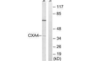 Western Blotting (WB) image for anti-Gap Junction Protein, alpha 4, 37kDa (GJA4) (Internal Region) antibody (ABIN1851364) (GJA4 抗体  (Internal Region))
