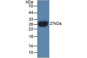 Detection of Recombinant PTHrP, Gallus using Polyclonal Antibody to Parathyroid Hormone Related Protein (PTHrP) (PTHLH 抗体  (AA 38-176))