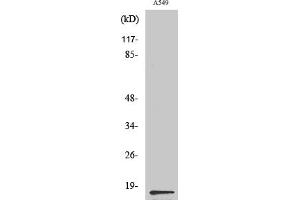 Western Blot analysis of various cells using PGE synthase Polyclonal Antibody diluted at 1:500. (PGE Synthase 抗体  (Internal Region))