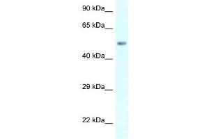 Western Blot showing AMY2B antibody used at a concentration of 1 ug/ml against 721_B Cell Lysate (AMY2B 抗体  (C-Term))