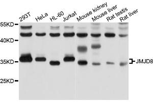 Western blot analysis of extracts of various cell lines, using JMJD8 antibody (ABIN5998016) at 1/1000 dilution. (JMJD8 抗体)