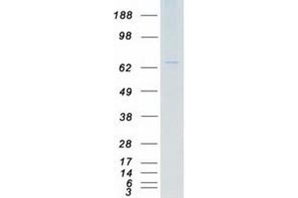 TAS1R1 Protein (Transcript Variant 3) (Myc-DYKDDDDK Tag)