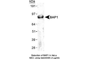 Image no. 1 for anti-BRCA1 Associated Protein-1 (Ubiquitin Carboxy-terminal Hydrolase) (BAP1) (C-Term), (full length) antibody (ABIN363249) (BAP1 抗体  (C-Term, full length))