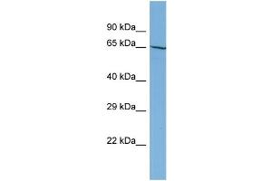 Host:  Rabbit  Target Name:  NOBOX  Sample Type:  HT1080 Whole Cell lysates  Antibody Dilution:  1. (NOBOX 抗体  (N-Term))